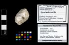 Foto (Objekt + Etikett) von Goniodromites sp.  (NHMW-GEO-2014-0194-0984)